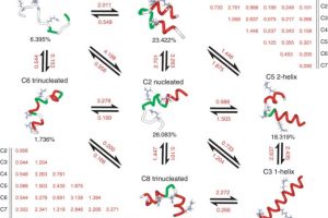Figure 12 from the Sorin and Pande 2005 paper on helix-coil kinetics, showing complex kinetics between a surprising variety of non-helical states as well.